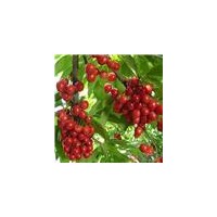 櫻桃樹2-5公分櫻桃苗，鈣果苗，核桃樹，山楂樹，北美，石榴樹