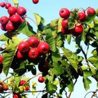 臨沂沂蒙山楂苗，大五棱山楂苗，大金星山楂苗