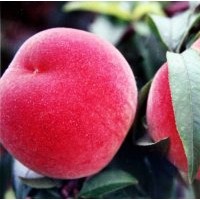 供應(yīng)夏之夢桃苗|突圍桃苗|126油桃|春雪桃苗|鉆石金蜜桃|桃苗價(jià)