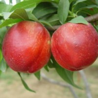 臨沂桃樹苗供應(yīng)，晚熟桃苗，映霜紅桃苗，夏之夢桃苗等