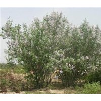 批發(fā)紫色丁香花苗、太原紫色丁香花苗、弘源苗木