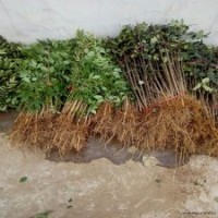 花椒苗 大紅袍花椒苗 泰山花椒苗價格 花椒種子