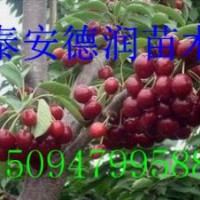 車厘子櫻桃苗價格