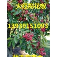 河南省哪里有獅子頭花椒樹苗、無刺花椒的產量、靈寶大紅袍花椒樹