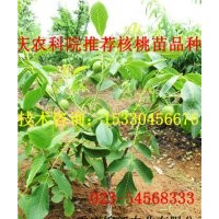 巫溪香玲核桃苗基地 巫溪香玲核桃苗供應 巫溪香玲核桃苗品種