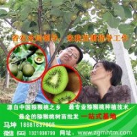 獼猴桃苗基地、獼猴桃苗、坤威獼猴桃苗(圖)