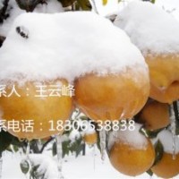 銷量領先的晚秋黃梨苗火熱銷售中
