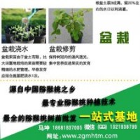 獼猴桃樹(shù)、坤威獼猴桃苗、獼猴桃樹(shù)苗