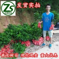 黃皮樹苗、雞心黃皮、無核黃皮
