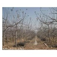 山西蘋果樹 占地蘋果樹 蘋果樹規格