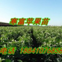 寒富蘋果苗—批發2刀寒富蘋果苗