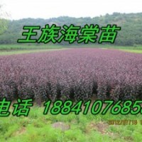 王族海棠苗/現起王族海棠苗