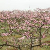 出售桃樹、核桃樹、蘋果樹、梨樹、棗樹