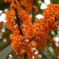 桂花小苗包郵,西青區桂花小苗,莎莎園藝(查看)