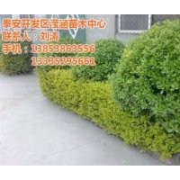 毛冬青價格,冬青,瀅涵苗木中心(多圖)