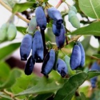出售優(yōu)質(zhì)藍(lán)靛果苗、樹莓苗、黑加侖樹苗、紫莓苗、燈籠果苗、藍(lán)莓