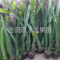 江蘇火龍果苗、火龍果苗、金田源火龍果苗頗享盛譽(多圖)