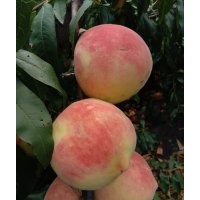供應精品公斤王桃苗