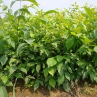我基地有核桃實生苗200萬株，成品苗50萬株