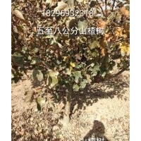 山楂樹出售、6公分8公分10公分山楂樹大量