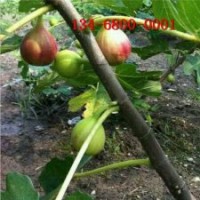 現貨出售波姬紅無花果苗、青皮無花果苗批發價格