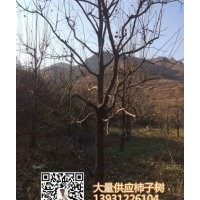 供應(yīng)河北保定10公分12公分15公分20公分柿子樹 包上車 價格合理