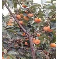 陽豐甜柿子苗 水果柿子苗 價格山西甜柿子苗批發