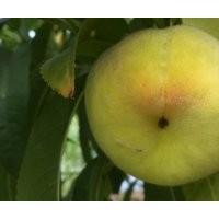 供應黃金蟠桃苗