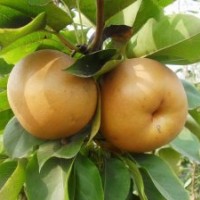 圖片，梨苗圖片，晚秋黃梨苗，秋月梨苗，黃金梨苗。