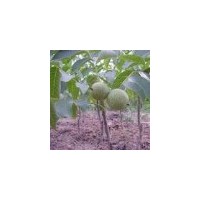 大量批發核桃苗
