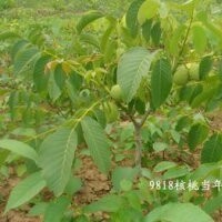 核桃苗：遼核、晉龍、寒豐，美國黑核桃，8518，