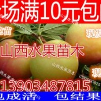 山西李子苗價格 李子苗批發報價 嫁接成品品種李子苗
