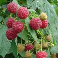 黑龍江省樹莓種植合作社出售樹莓苗黑加侖苗藍莓苗