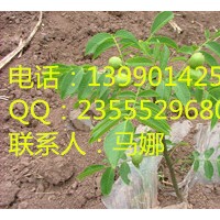 嫁接核桃苗，成都早實核桃苗，成都核桃苗培育，批發