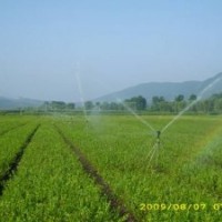 藍莓苗、藍莓大樹出售