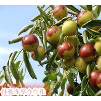 大量供應0.5--80公分棗樹