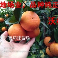 供應沃柑苗 廣西沃柑 黃金柑 品種優良 無病毒