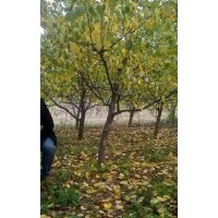 批發苗圃6公分杏樹-8公分杏樹 食用占地杏樹價格