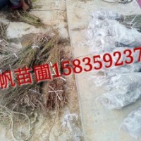 供應農大7號鈣果苗、農大7號鈣果苗圖片、農大7號鈣果苗價格