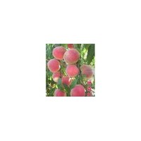 晚熟桃苗、迎霜紅桃苗、沂蒙霜紅桃苗