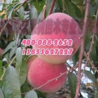 青州映霜紅桃苗批發