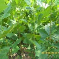 沂蒙薄殼核桃苗、中農(nóng)短枝核桃苗、香玲核桃苗