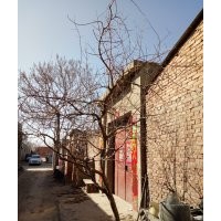 供應各種規格軟籽石榴樹