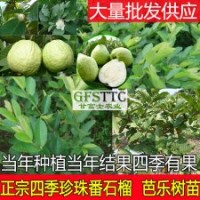 番石榴苗 四季番石榴苗 臺灣四季珍珠番石榴苗 芭樂樹苗 廣西大量