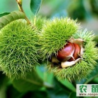 臨沂板栗苗供應，板栗苗價格，板栗苗批發，苗好價優