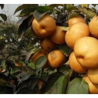 臨沂梨樹苗供應(yīng)，晚秋黃梨，金秋香梨，愛宕梨苗等