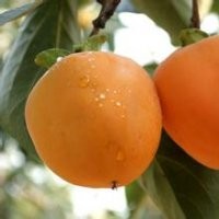 臨沂柿子苗供應(yīng)，照天紅柿子，甜柿子，雪柿子等