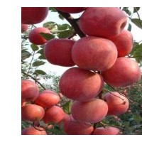 柱狀蘋果苗價格，柱狀蘋果苗批發(fā)，柱狀蘋果苗供應(yīng)
