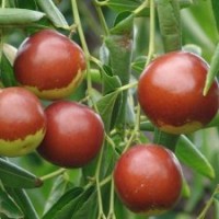 棗苗 臨沂棗苗基地 國光大棗苗