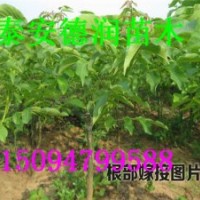 8518早實核桃苗 早實核桃苗價格